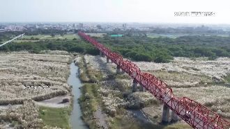 濁水溪畔「甜根子草」浪花　兼防風吹沙