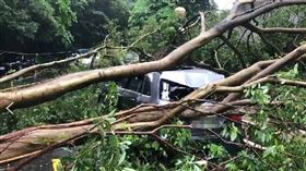 基隆市土石崩落，共有5台車遭倒塌路樹擊中。（圖／翻攝畫面）