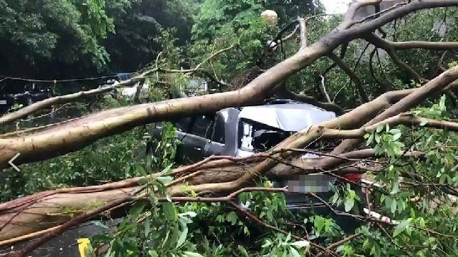 新／基隆馬路土石崩落　5車遭路樹擊中