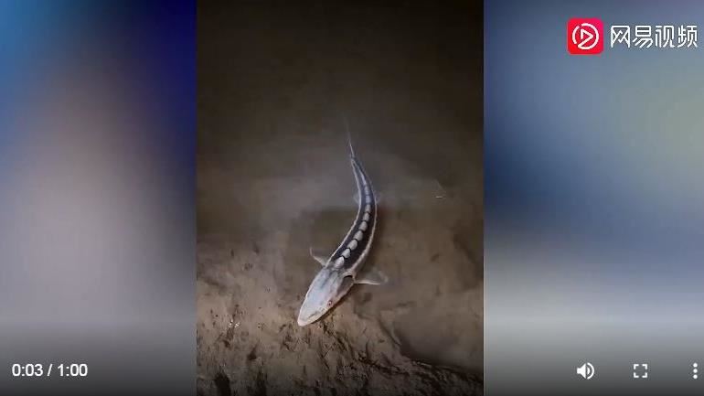 他河邊釣超兇怪魚！內行曝「驚人身分」