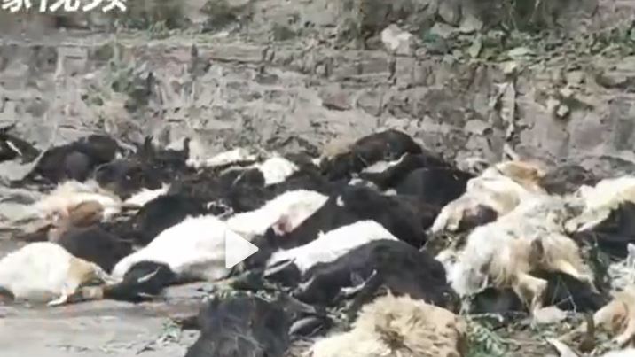 近百隻山羊集體跳崖慘亡　農民賠哭了