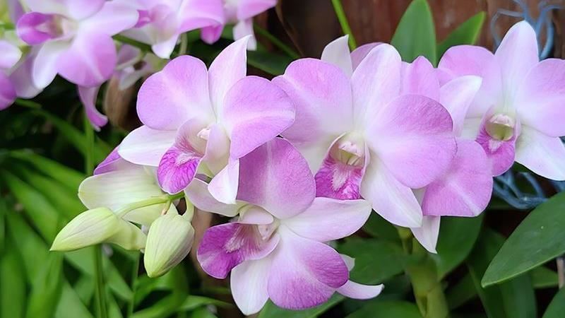 宛如花界的萬國博覽會！秋季蘭花暨盆花展