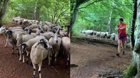 女子慢跑時被一群小羊跟著。（圖／翻攝自《elea_gram》IG）