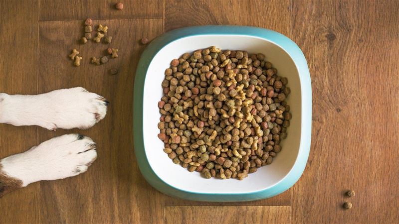 男「愛吃狗飼料」讚好吃　她崩潰：那不是零食
