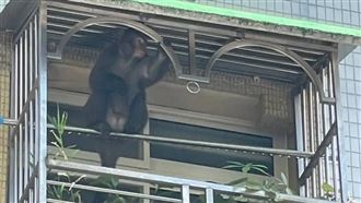 新／內湖獼猴入侵　目擊者嚇：是猴王！