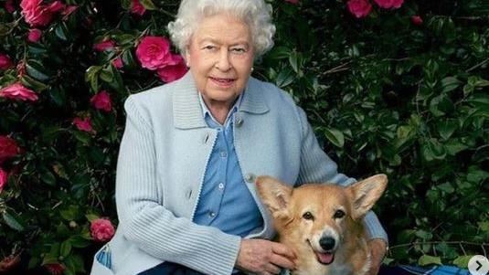 女王生前最愛身價飛漲　柯基犬要價近9萬