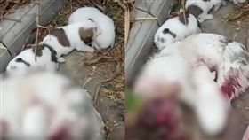 （圖／翻攝自千里眼）