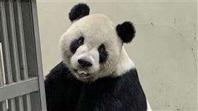 大貓熊「團團」(園方提供)