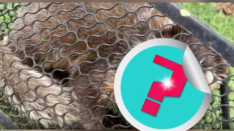 捕鼠籠抓到「老鼠」！他嚇壞：是保育動物