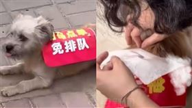 狗狗,流浪狗,活招牌,餐廳,廣告