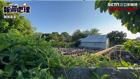 松聯幫大老自學！軍營旁種4000株大麻「找小弟協助」　收成前破獲