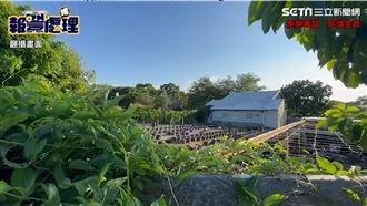 軍營旁種4千株大麻　幕後黑手是松聯大老