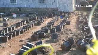 龍潭營區旁藏1甲農地大麻　8嫌遭收押