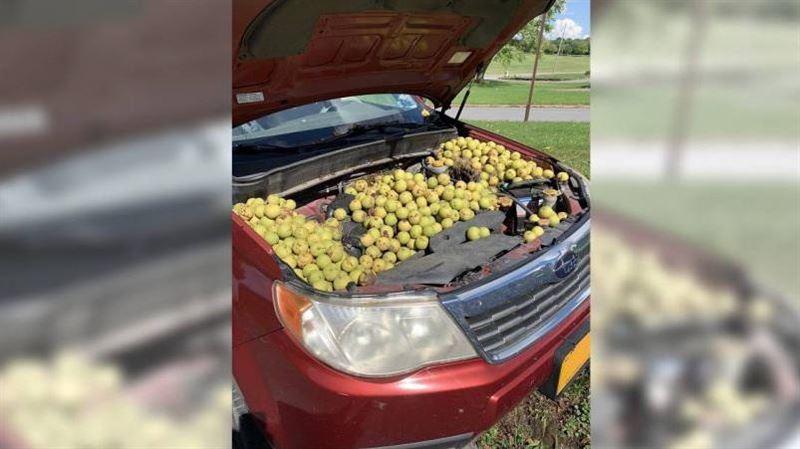 車主掀引擎蓋傻眼　裏頭塞滿558顆核桃