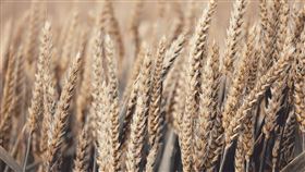 小麥,穀物,農產品。PIXABAY