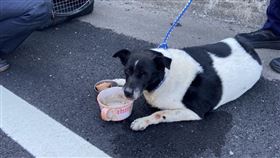 新北市,新莊,台65,毛小孩