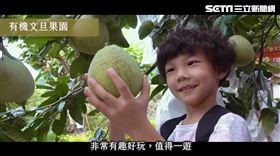 八里桃樂絲柚香農場、新北農業局(業配勿用)