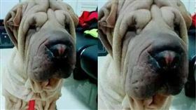 沙皮狗,COCO姐,飼主(翻攝自 匿名公社)