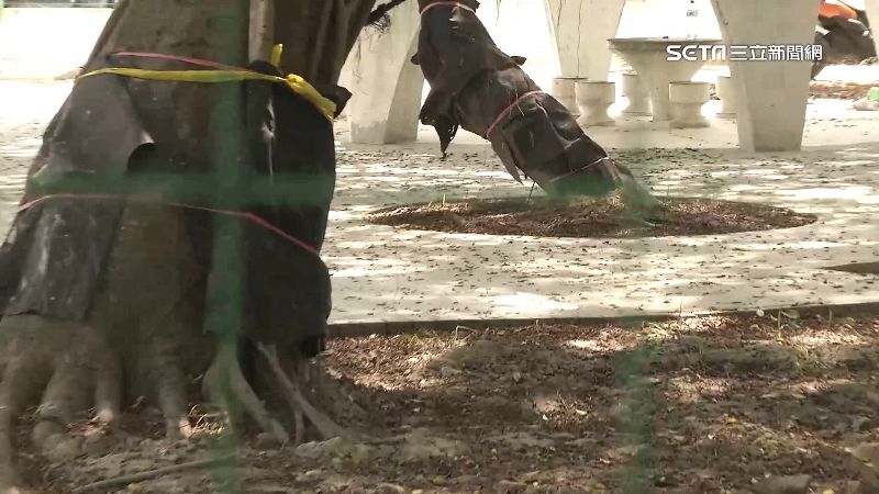 老樹群慘遭水泥覆蓋　居民抗議要求改善