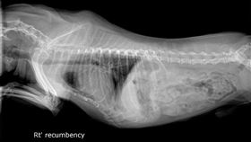 新北動保處提供