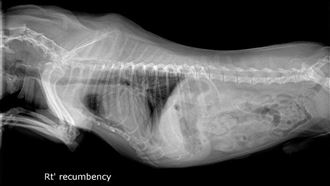 貓狗「心血管疾病」有4徵兆　小型犬好發
