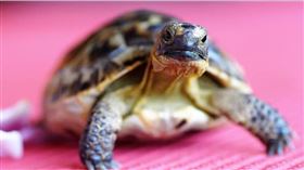 ▲原PO很怕女友養的烏龜。（示意圖／pixabay，下同）