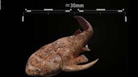 最古老的古魚類化石，奇蹟秀山魚。（圖／翻攝自中國科學院古脊椎動物與古人類研究所）