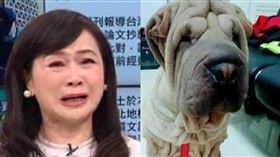 周玉蔻近日話題不斷，「沙皮狗事件」重演。（圖／翻攝自Youtube、匿名公社臉書）