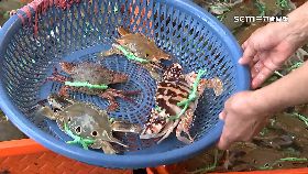 V萬里蟹來了0600(DL)