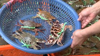 萬里蟹大豐收　龜吼漁港秋季限定海味上菜