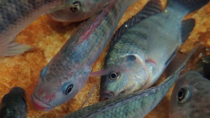 飼料添加「祕方」　吳郭魚吃了更抗寒