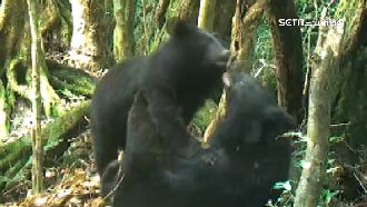 野放2年4月！廣原小熊現蹤　還交到好朋友