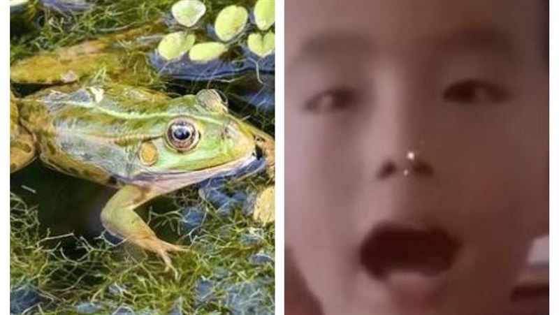 青蛙和癩蛤蟆有什麼區別？小孩答案網推爆