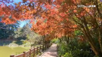 秋日序曲響起　高山農場賞楓紅、銀杏