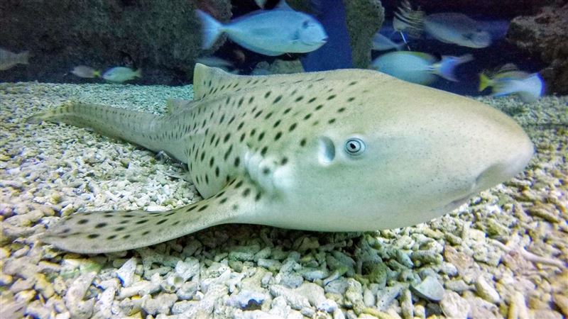 鯊魚也整形？海生館「豹紋鯊」長大十八變