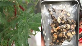 乳癌,大麻二酚,迷幻蘑菇