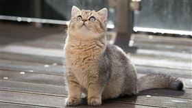 （圖／翻攝自pixabay）