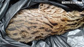 國三北上名間路段發生石虎路殺。（圖／民眾提供）