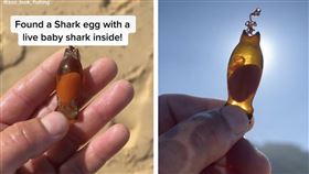 一名漁夫撿到鯊魚卵，吸引23萬人討論。（圖／翻攝自抖音）