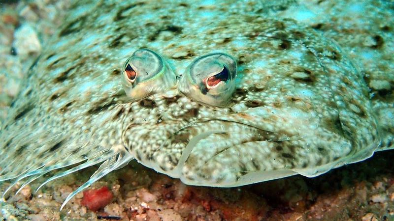 大媽生吞「魚膽」肝衰竭　醫：堪比砒霜