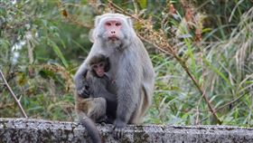 台灣獼猴(Pixabay)