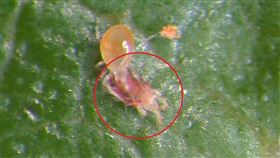 葉螨／紅蜘蛛（農委會提供）