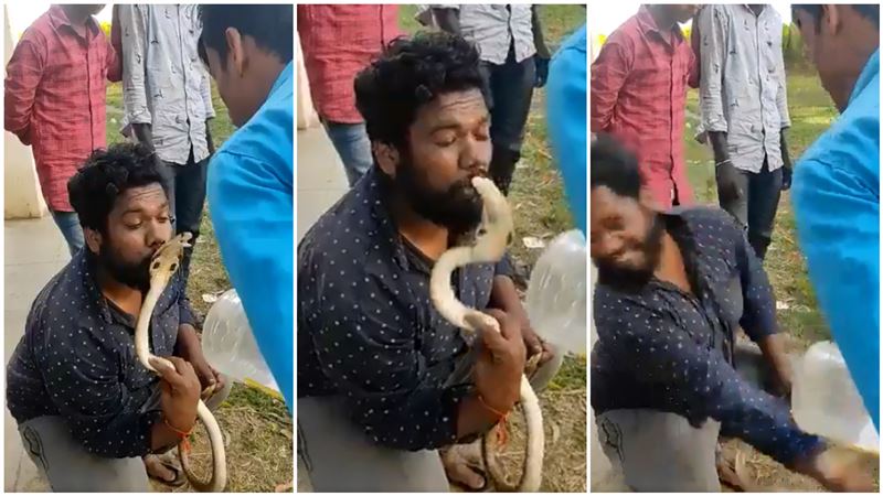 抓到眼鏡王蛇！他「親親炫耀」下場慘了