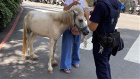 新北市,新店,迷你馬,大冒險