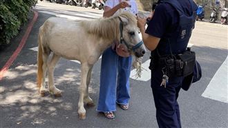 迷你馬大冒險！偷溜出門新北街頭趴趴造