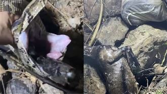 30KG巨蟒活吞山羊「吃太飽動不了」遭活逮