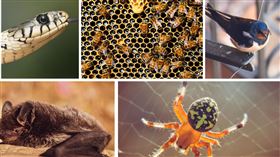 蛇蟲鼠蟻。（合成圖／pexel）
