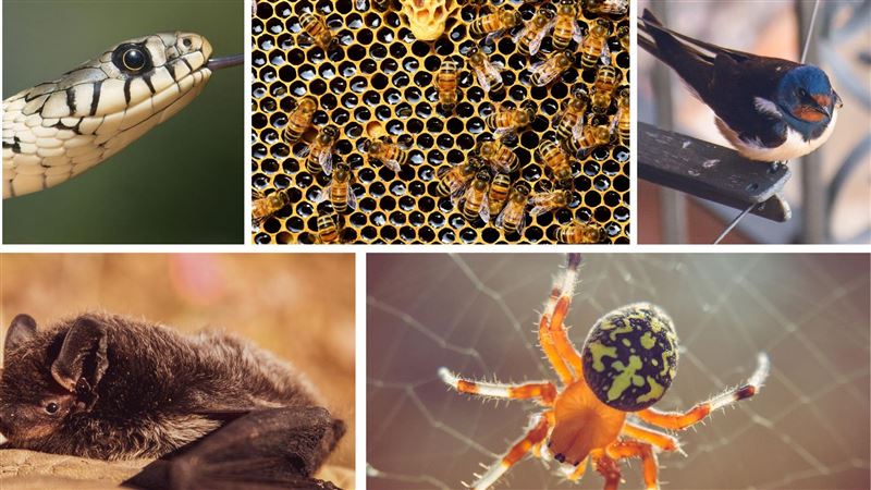 獨／死者頭七化身昆蟲？江柏樂用一招確認