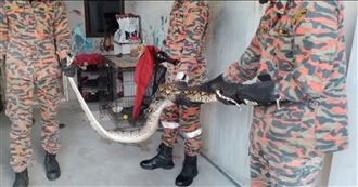 巨蟒窩貓籠！他餵飯驚覺「愛貓被生吞」