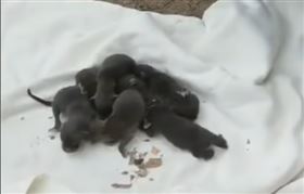 下水道救出8拉拉幼犬　獸醫驚：這不是狗（圖／翻攝自CBS Colorado）